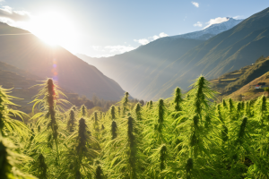 Hemp plants growing at with the Himalayas behind them.